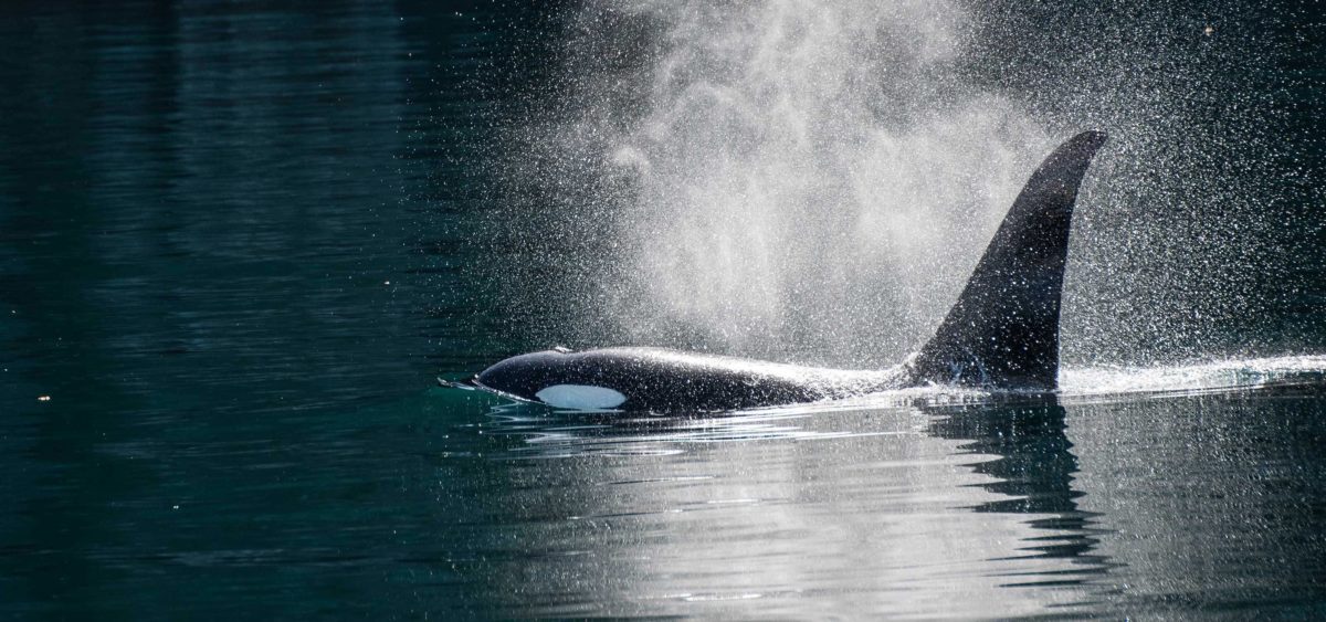 Seattle Whale Watching to the San Juan Islands